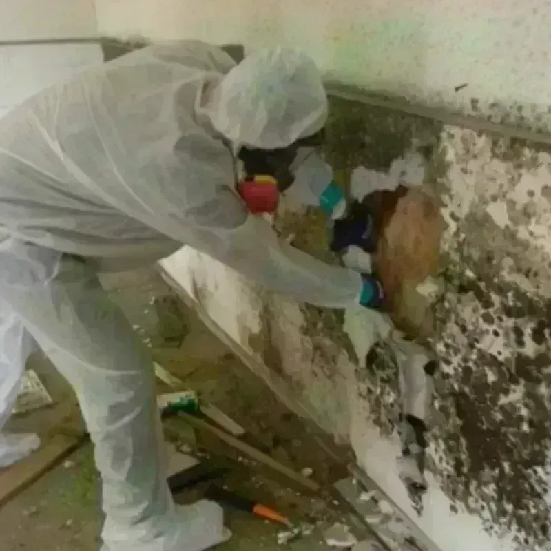 Mold Remediation and Removal in Ralls, TX